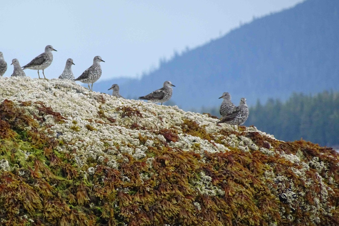 Surfbird (Calidris virgata)