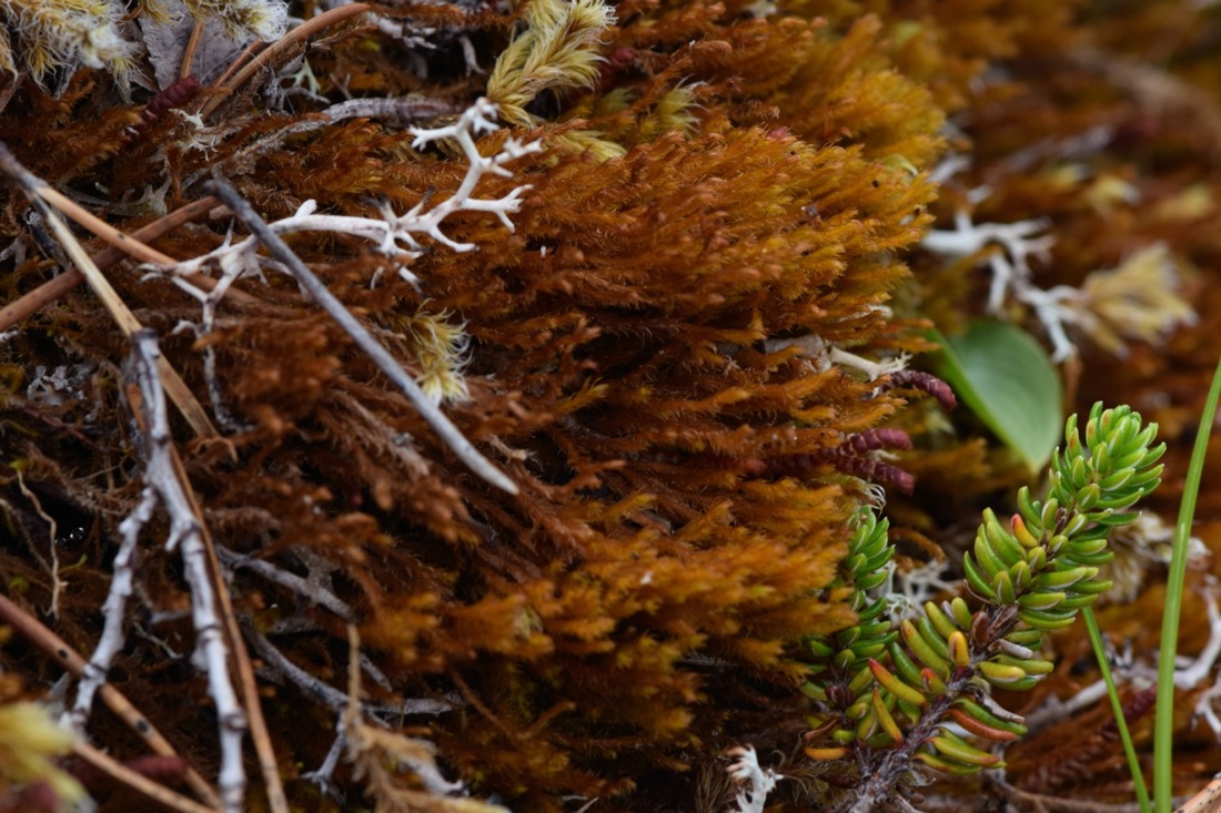 Common scissor-leaf liverwort (Herbertus aduncus)