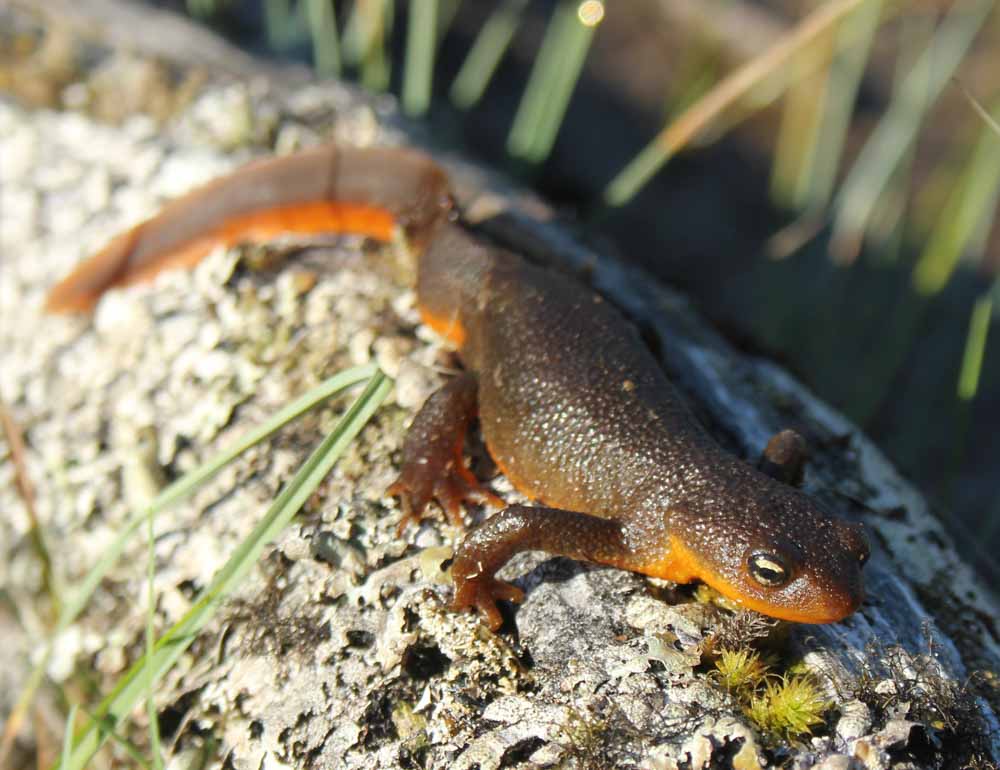 Roughskin newt (Taricha granulosa)