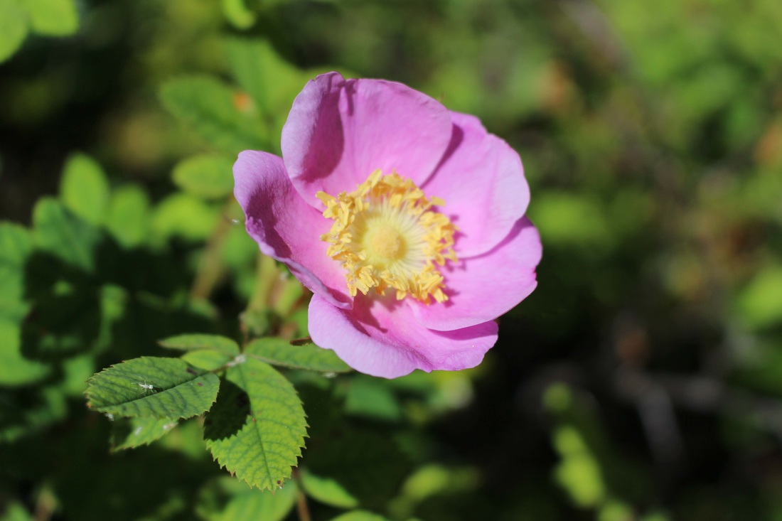 Nootka rose, Wild rose, Bristly rose (Rosa nutkana)