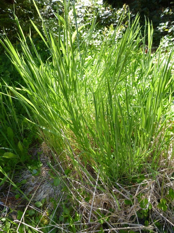 Common velvet-grass  (Holcus lanatus)