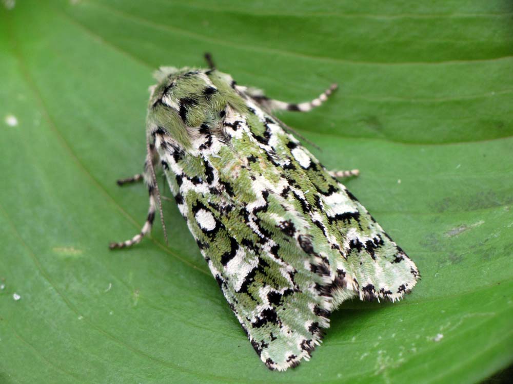 Cutworm moth (Feralia comstocki)
