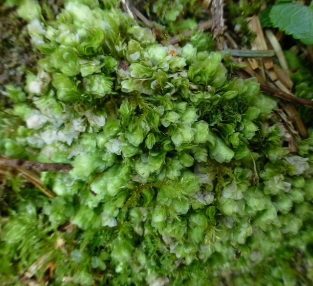 Clear moss (Hookeria lucens)