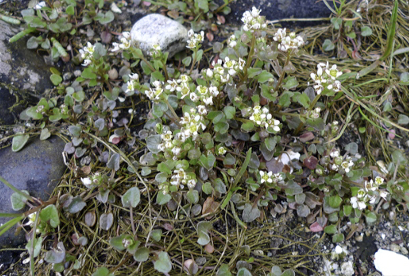 Scurvy grass (Cochlearia groenlandica)