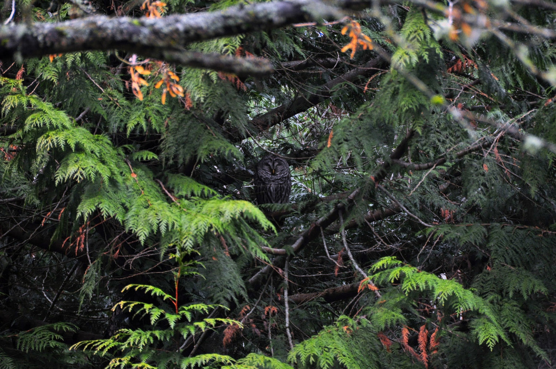 Barn owl (Strix varia)