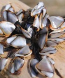 Pelagic goose barnacle (Lepas anatifera)