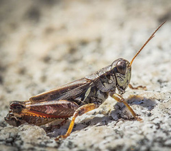 Huckleberry grasshopper (Melanoplus fasciatus)