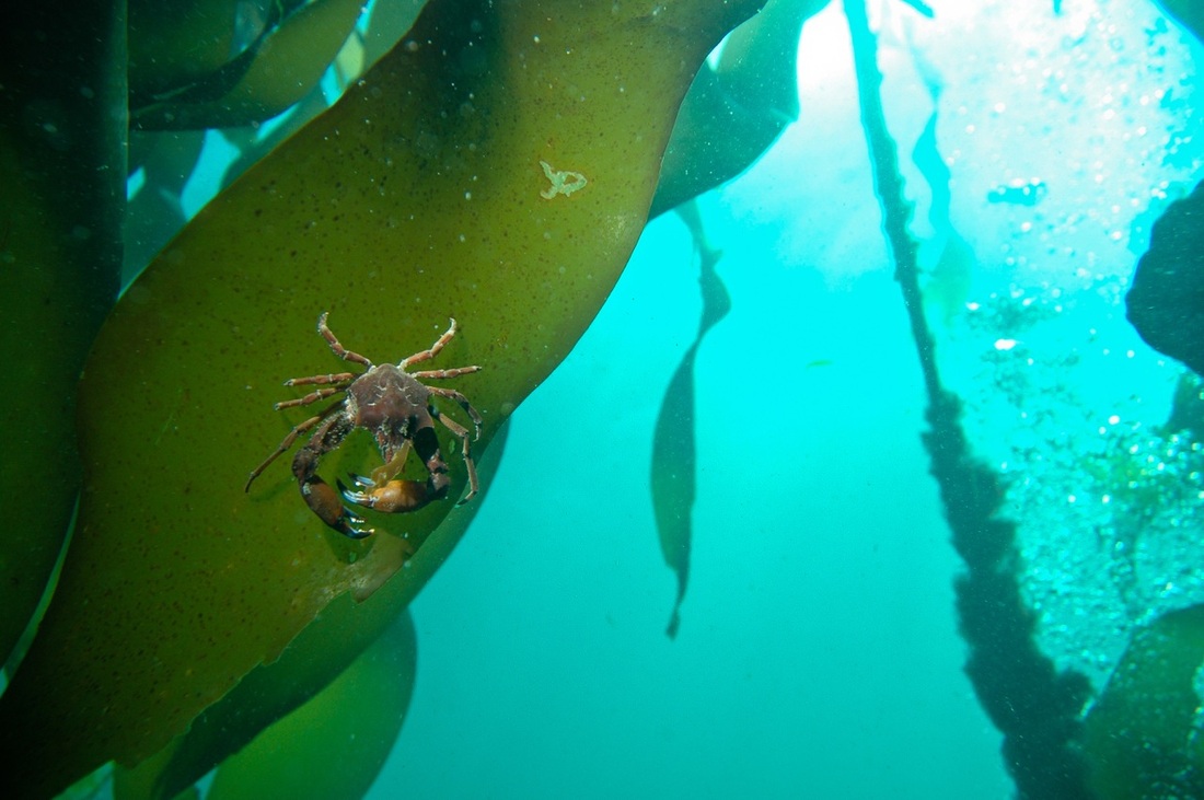 Graceful kelp crab (Pugettia gracilis)