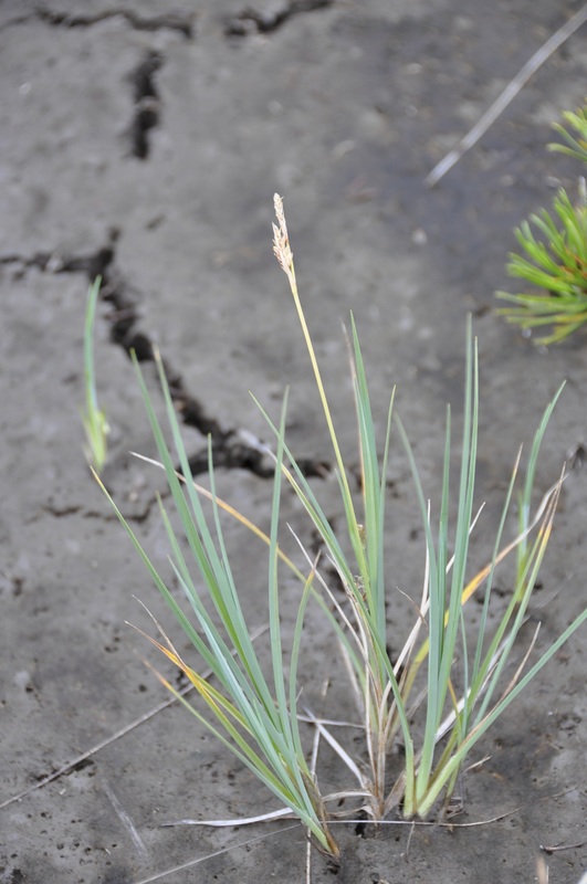Pale sedge (Carex livida)
