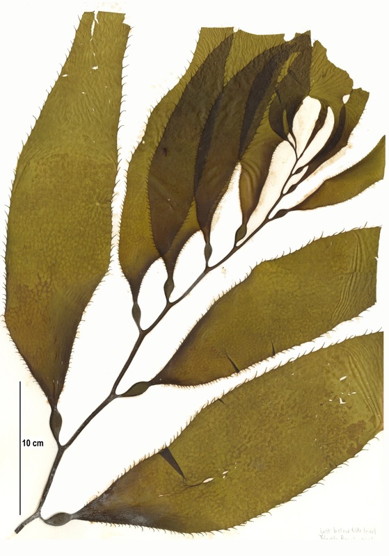 Giant perennial kelp (Macrocystis integrifolia)