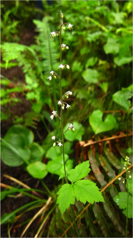 Foamflower (Tiarella trifoliata var. trifoliata)