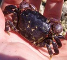 Purple shore crab (Hemigrapsus nudus)