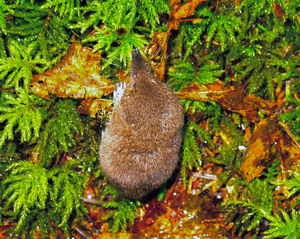 Dusky shrew (Sorex monticolus)