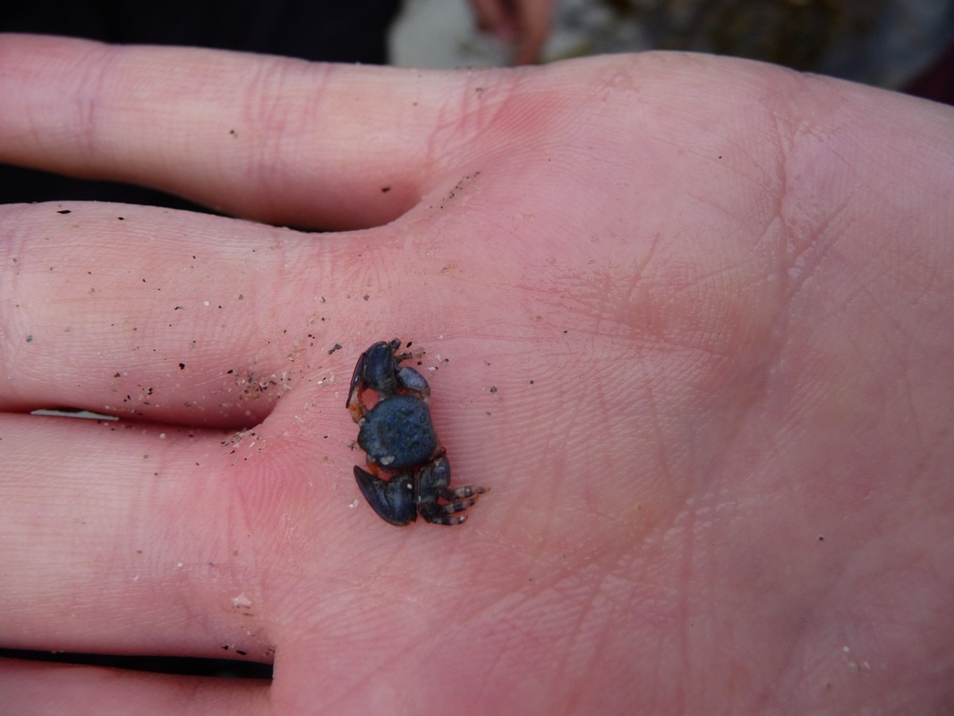 Flattop crab (Petrolisthes eriomerus)