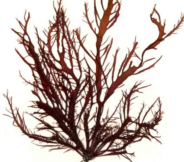 Farlow's seaweed (Farlowia mollis)