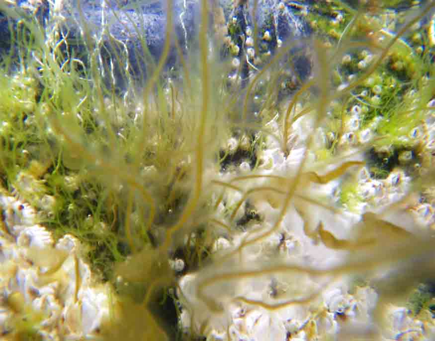 Hairy brown seaweed (Haplogloia andersonii)