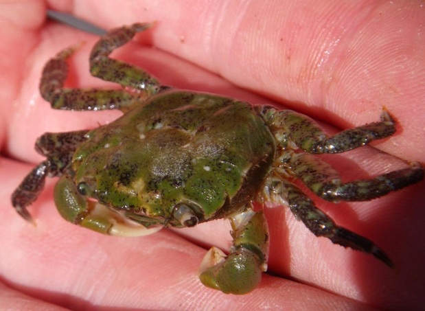 Hairy shore crab (Hemigrapsus oregonensis)