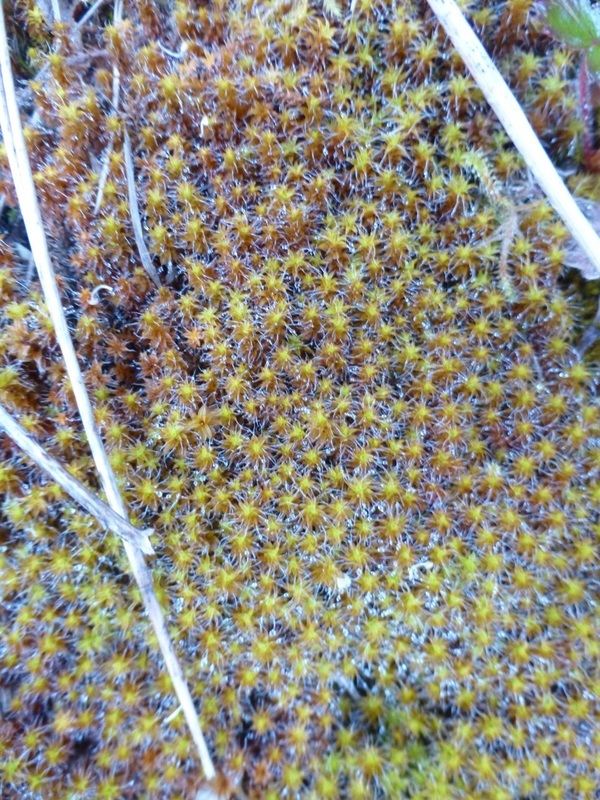 Sidewalk moss, hairy screw moss (Tortula ruralis)