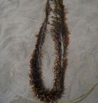 Feather boa  (Egregia menziesii)