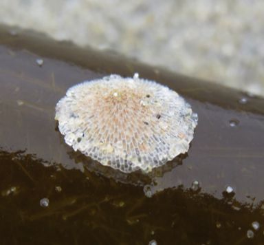 Kelp-encrusting bryozoan (Membranipora serrilamella)