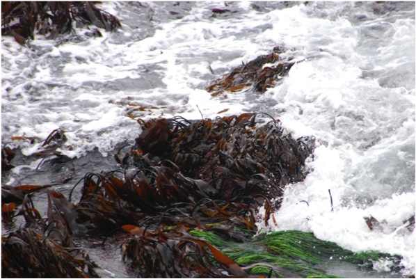 Southern stiff-stiped kelp (Laminaria setchellii)