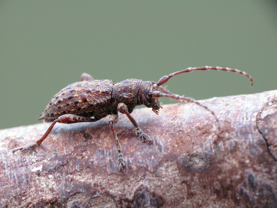 Long-horned beetle (Plectrura spinicauda)