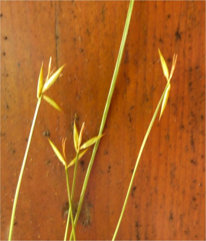Few-flowered sedge  (Carex pauciflora)