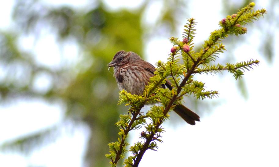 Song sparrow (Melospeiza melodia)