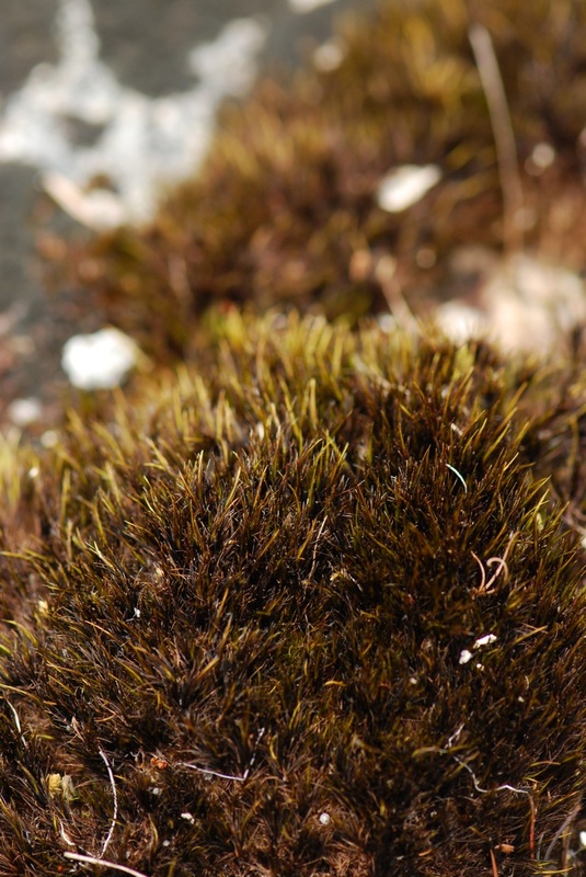 Black fish hook moss (Campylopus atrovirens)