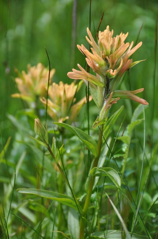 Unalaska paintbrush (Castilleja unaslaschcensis)