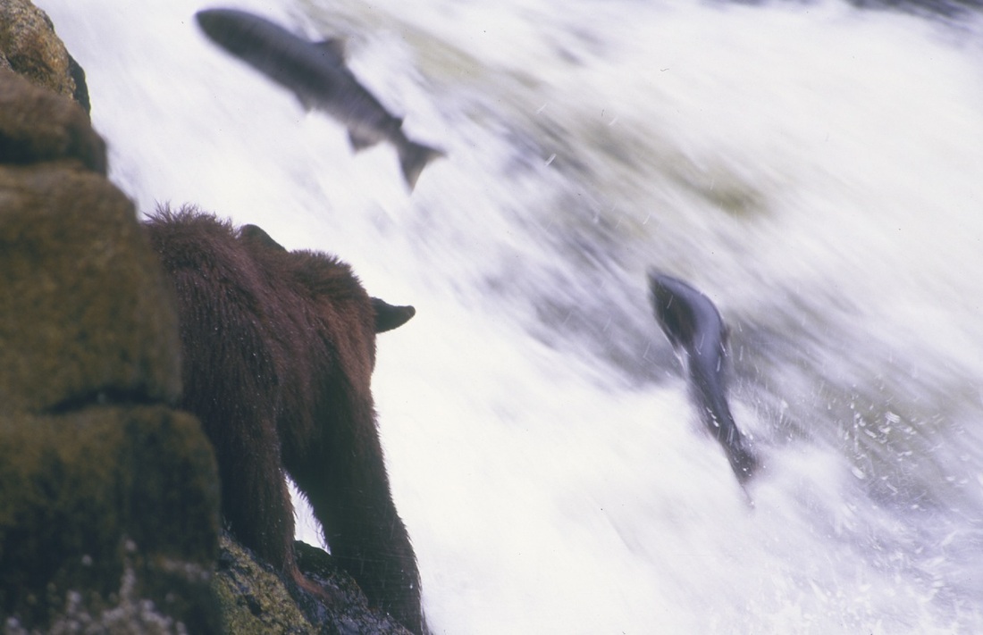 Grizzly bear  (Ursus arctos)