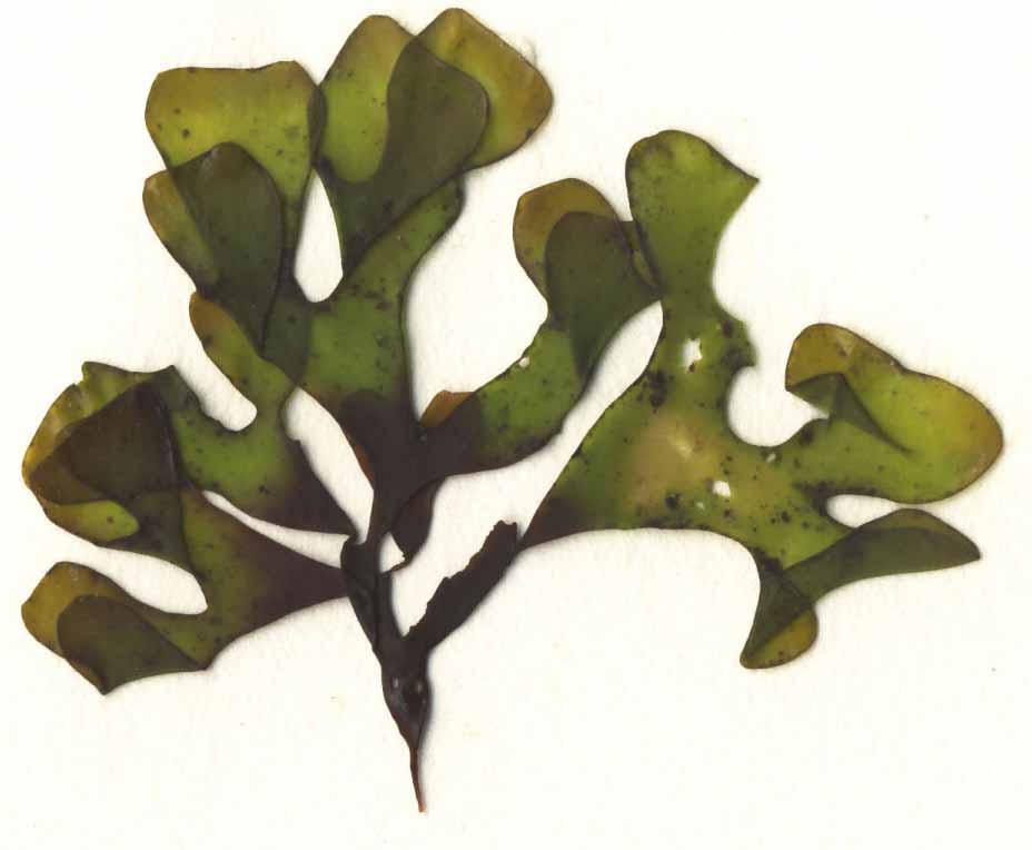 Mastocarpus vancouveriensis