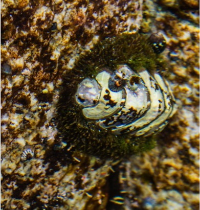 Mossy chiton (Mopalia muscosa)