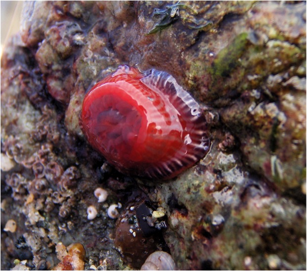Brooding anemone (Epiactis prolifera)