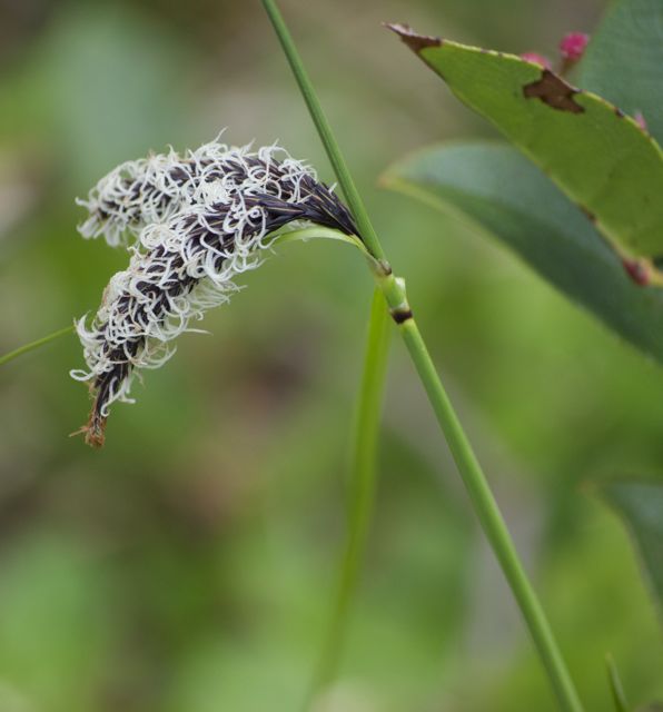 Slough sedge (Carex obnupta)