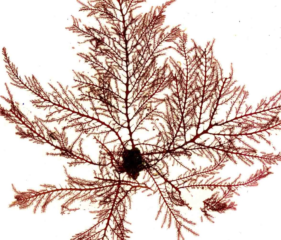 Delicately-branched red seaweed (Bonnemaisonia californica)