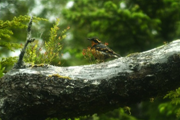 Varied thrush (Ixoreus naevius)
