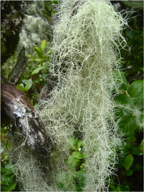 Methuselah's beard  (Usnea longissima)