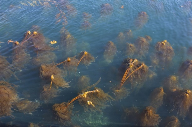 Bull kelp (Nereocystis luetkeana)