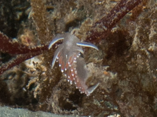 Red-gilled nudibranch (Flabellina verrucosa)