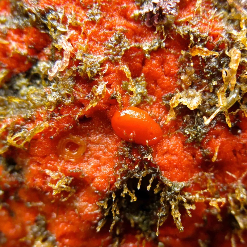 Red sponge nudibranch (Rostanga pulchra)
