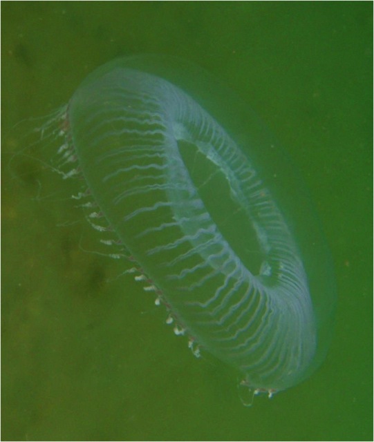 Water jellies • Aequorea spp. - Biodiversity of the Central Coast
