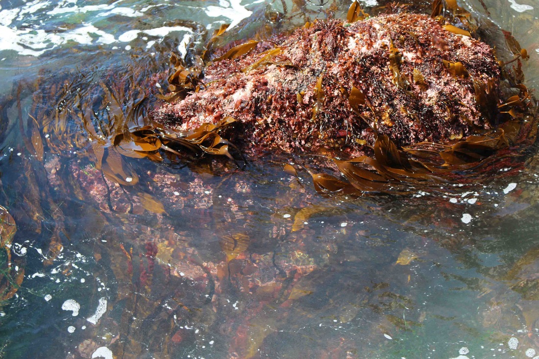 Southern stiff-stiped kelp (Laminaria setchellii)