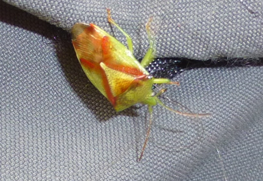 Red cross shield bug (Elasmostethus cruciatus)