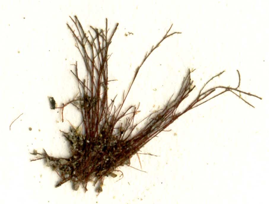 Polysiphonia paniculata