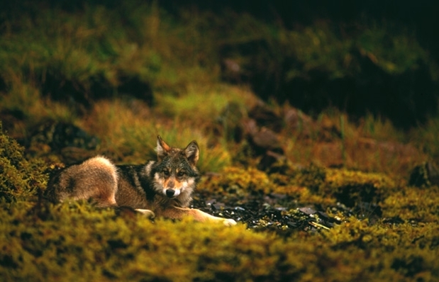Coastal wolf (Canis lupus)