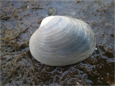 Butter clam (Saxidomus gigantea)
