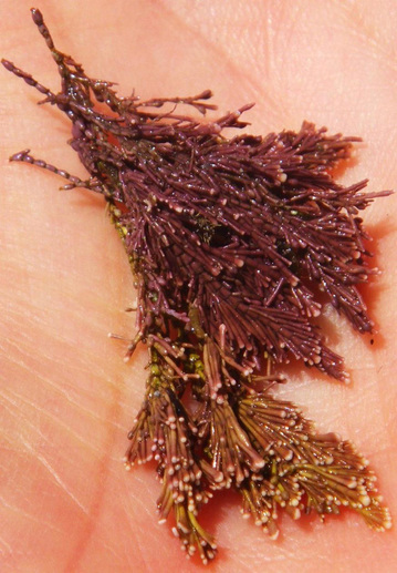 Graceful coral seaweed (Corallina vancouveriensis)