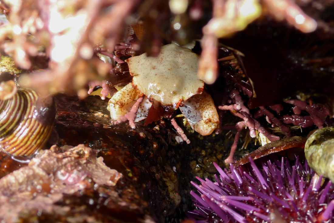 Foliate kelp crab (Pugettia foliata)