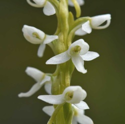 White bog-orchid (Platanthera dilatata)